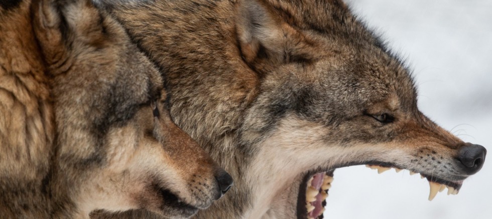 1’i ağır 4 yaralı