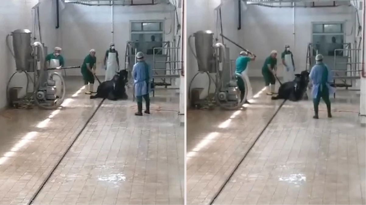 Adana Et ve Süt Kurumu’ndaki skandal görüntülerin ardından savcılık harekete geçti: 2 personel gözaltında