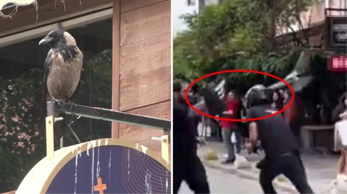 Kadıköy’de yavrusunu korumak isteyen anne karga esnafa zor anlar yaşattı! Çareyi motosiklet kaskı takmakta buldu