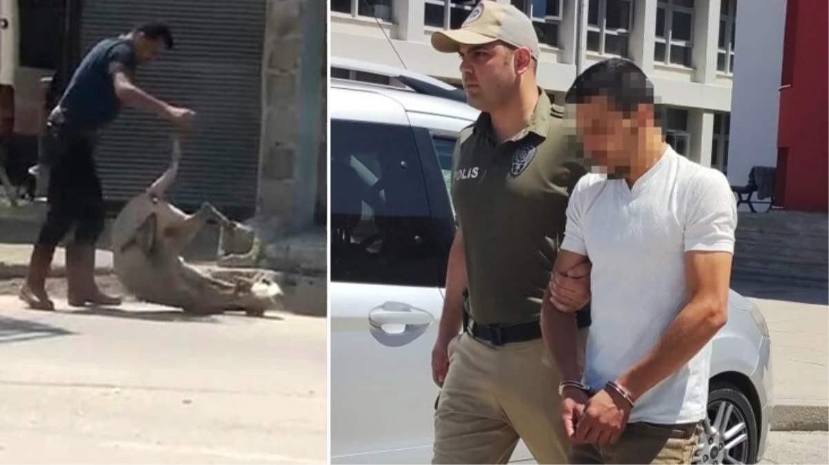 Koyunu döverek bayıltan kasaptan pişkin savunma: Yormak için öyle yaptım