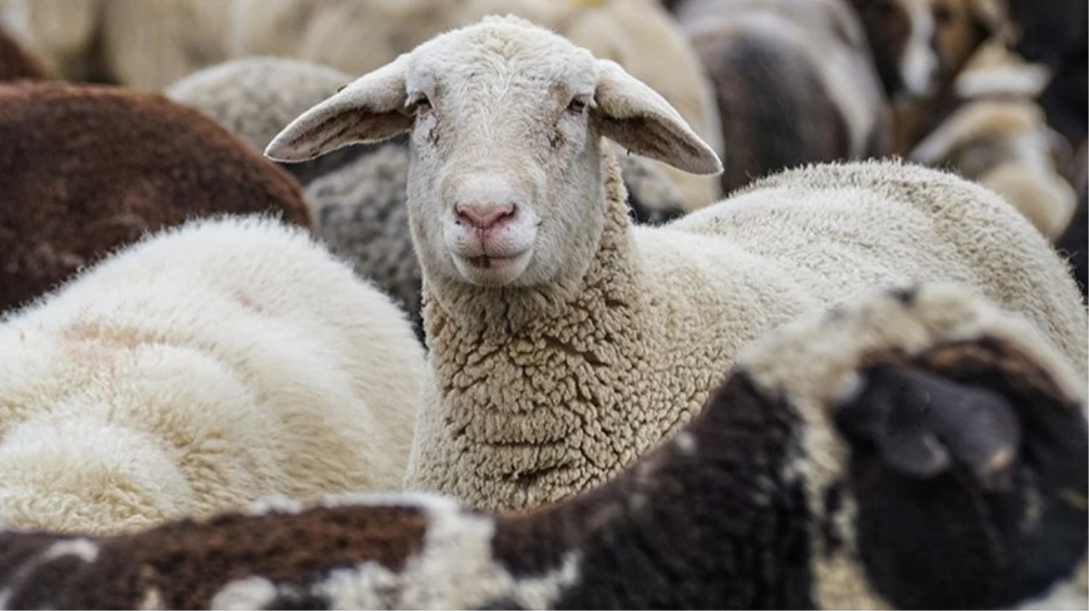 Kurban Bayramı’nda sokakta kurban kesenlere 3 bin 30 lira ceza uygulanacak