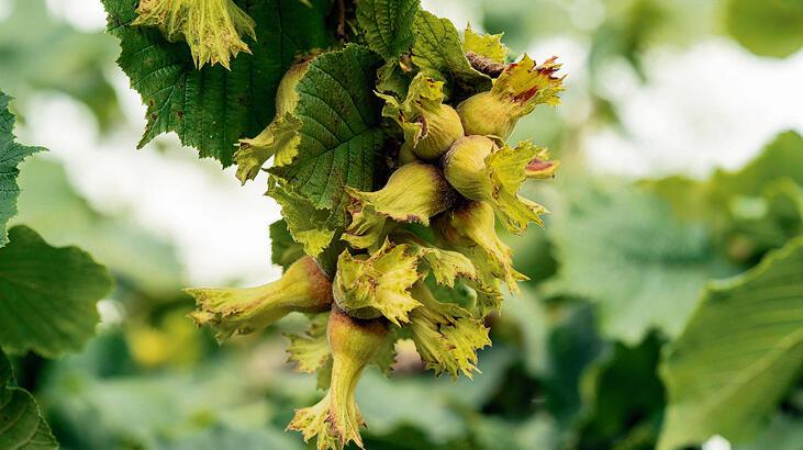 Ferrero, sürdürülebilirlik için iyi tarımı destekliyor