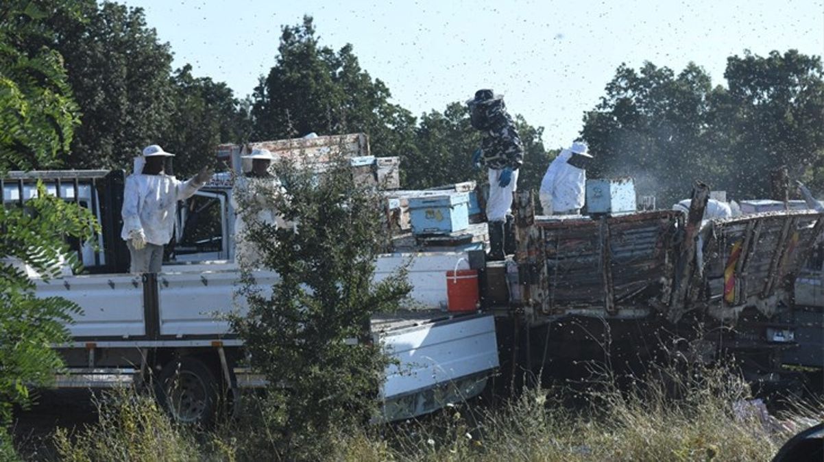 Kovan yüklü kamyonetlere tır çarptı! 4 kişi can verdi, yardıma koşanlar arılar yüzünden hastanelik oldu