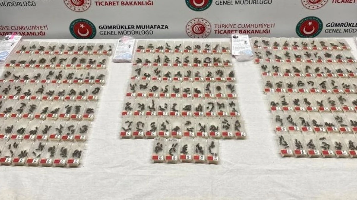 Sabiha Gökçen’de şüpheli yolcunun çantasından binden fazla canlı arı çıktı! Özelliklerini duyunca sebebi anlaşıldı