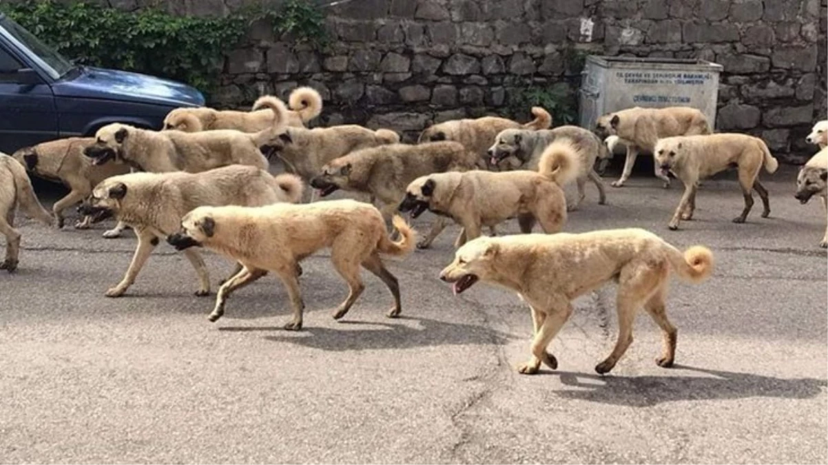 Siverek’te sokakları köpek sürüleri bastı..