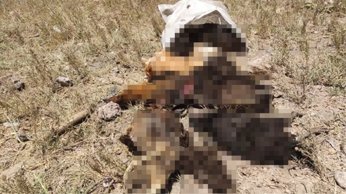Yer: Hakkari! Sabaha karşı kümese giren başıboş köpekler, 50 tavuğu parçaladı