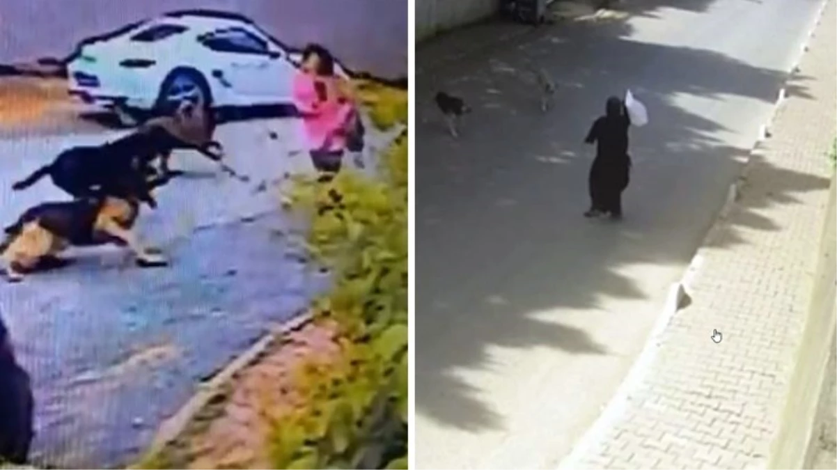 Başıboş köpeklerin saldırdığı kadınlar canlarını zor kurtardı! Dehşet anları kamerada