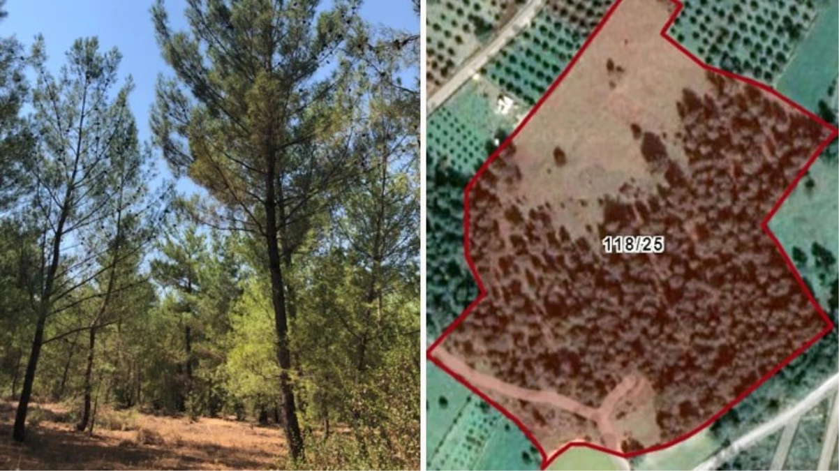 Başkanın oyu 2 sayıldı! Bodrum Belediyesi’nin ormanlık alana özel imar izni ortalığı karıştırdı