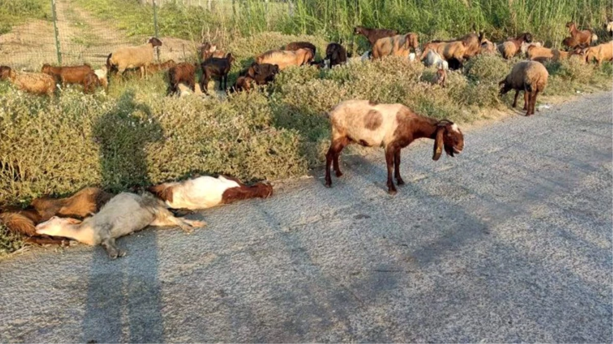 Gözü gibi baktığı hayvanları gözünün önünde tek tek can verdi