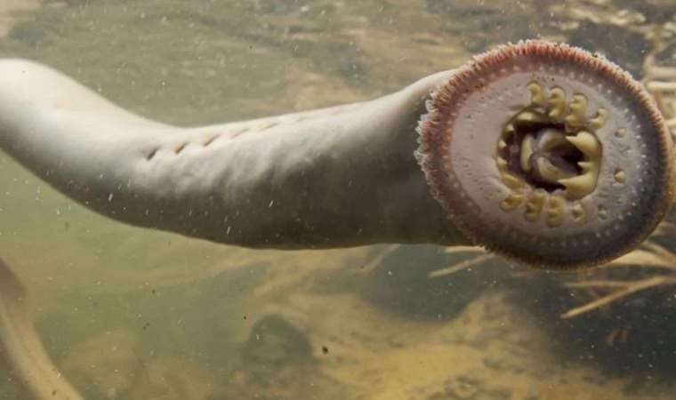 450 milyon yıldır varlığını sürdüren kan emici balık