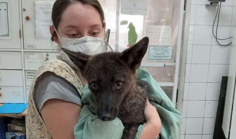 Brezilya’da ilginç keşif; dünyanın ilk tilki-köpek melezi