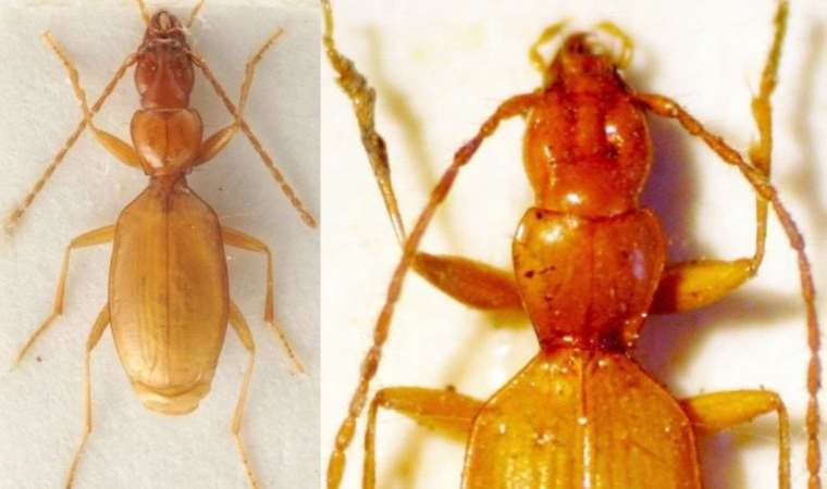 Bilim dünyasını karıştıran ‘Hitler böceği’
