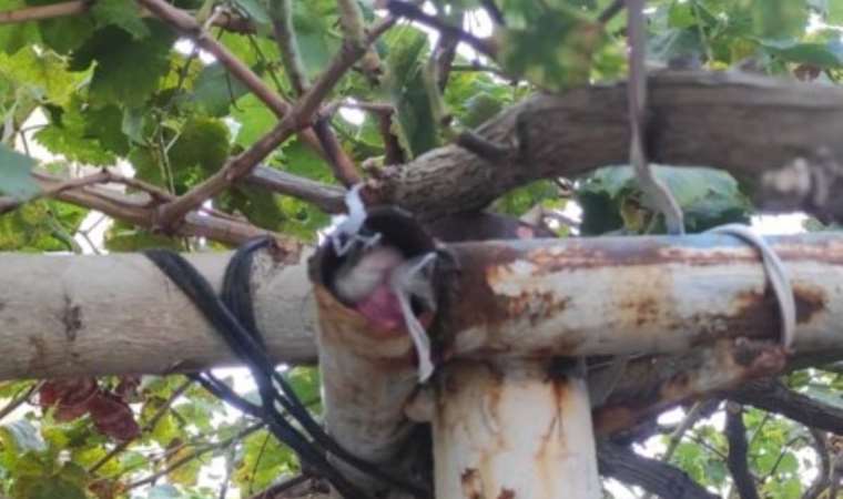 Polis gözlerine inanamadı… Uyuşturucu paketleri, asma ağacının sundurma demirinin içinden çıktı!