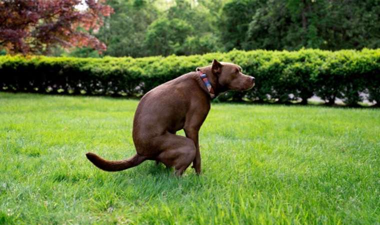 Köpek dışkısı sorununa DNA veri tabanlı çözüm