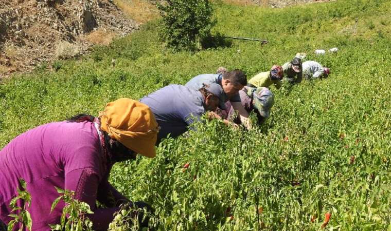 Sınırın sıfır noktasında en acı hasat