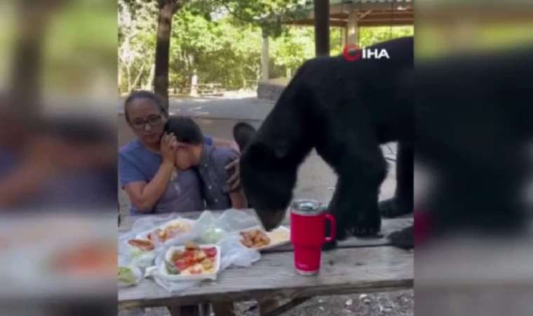 Masadaki yiyeceklere ayı dadandı: Piknikçiler dona kaldı
