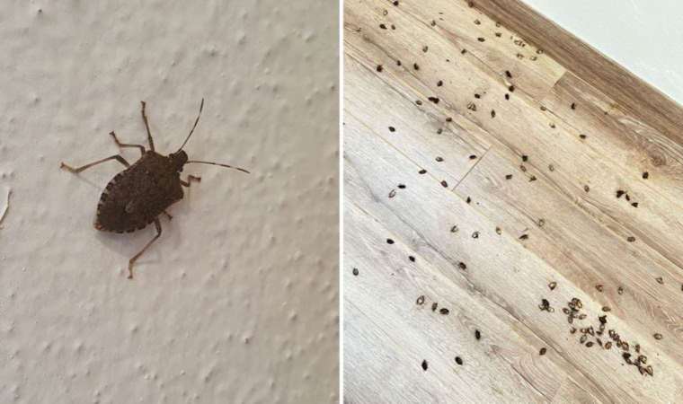 Fındık fabrikasını istila ettiler: Günde 30 kilometre yol kat ediyor…