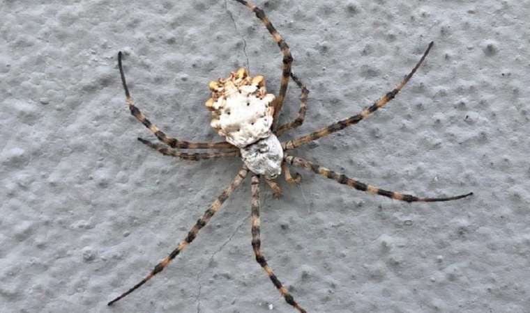 İklim krizi yeni bir örümcek getirdi! Türkiye’de giderek artıyor…