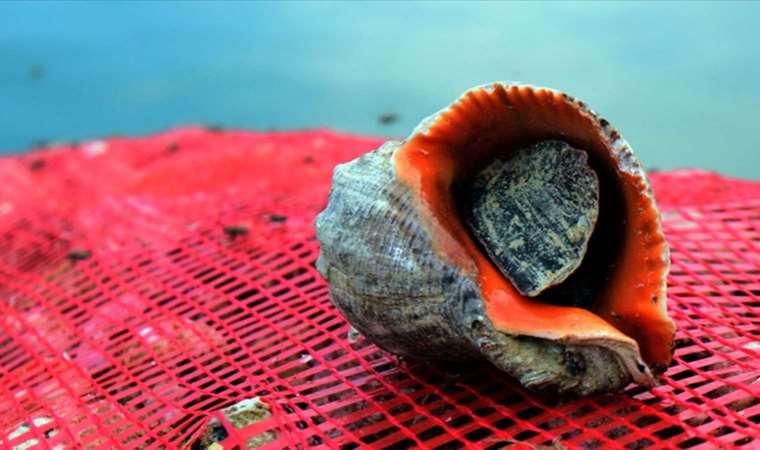 Türkiye’nin deniz salyangozu ihracatı 11,6 milyon doları aştı