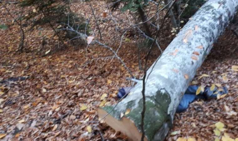 Feci olay… Kestiği ağacın altında kalarak hayatını kaybetti