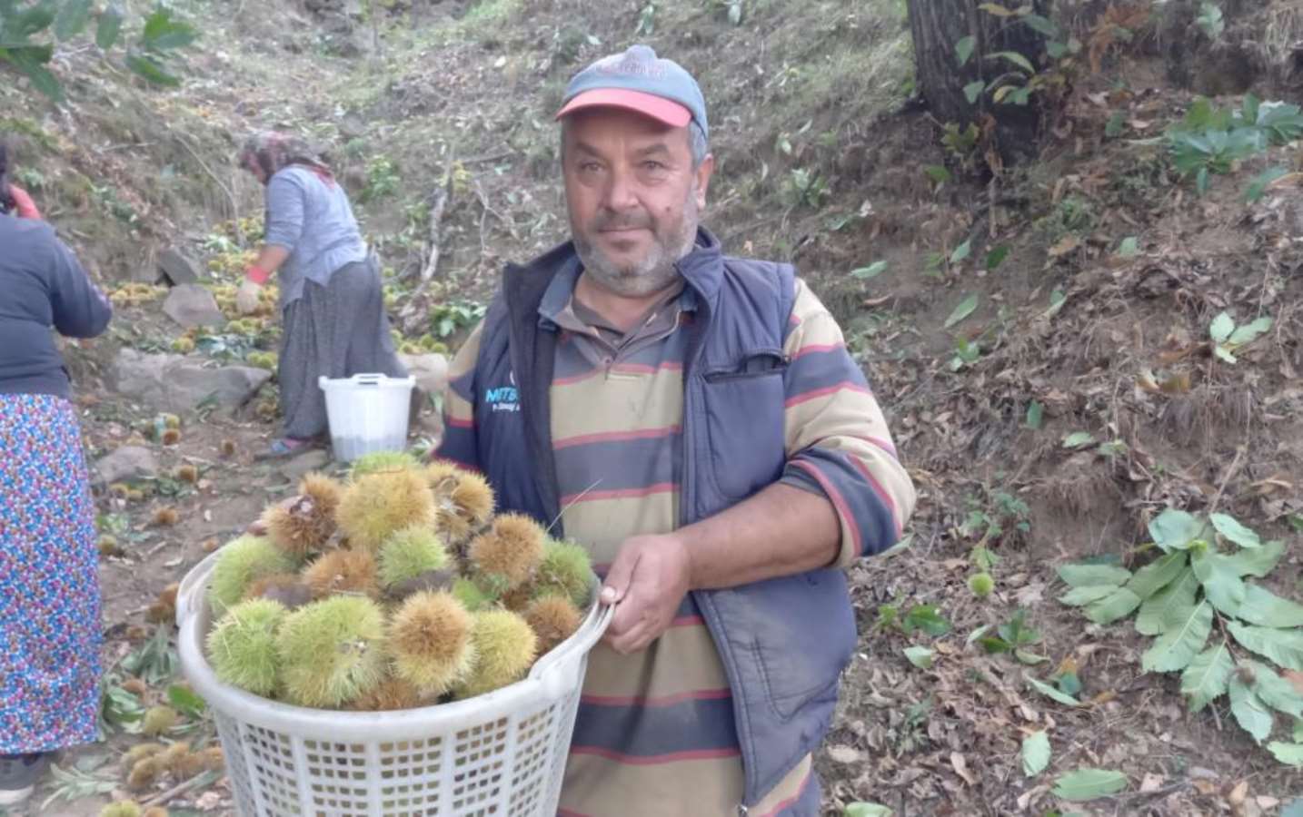 Aydın Dağları’nda hasat telaşı başladı: Günlük yevmiyesi 2 bin TL! “İşçiliği zor parası bereketli”