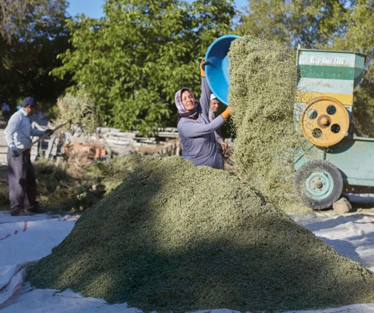 Denizli’de hasat bitti!  Tütüne alternatif olarak üretilmişti, umduklarını bulamadılar...