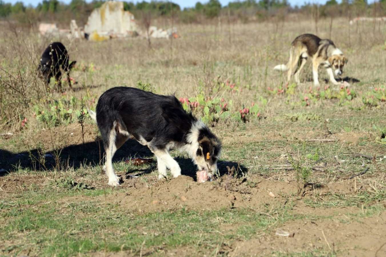 ‘Daha sonra alacağız’ diyerek 80 köpeği boş araziye bıraktılar