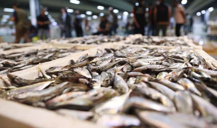 Balığı yok ettik: Deniz kirliliği, iklim değişikliği soframızı etkiledi, ağlar boş çekiliyor