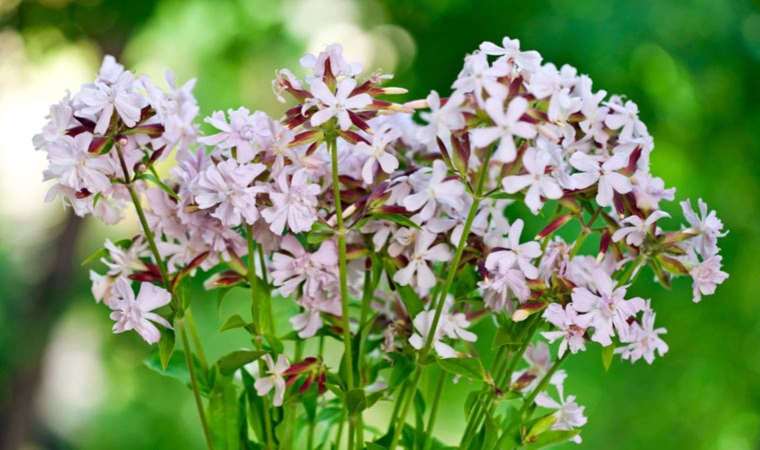 Çöven otu nedir? Çöven otu nasıl kullanılır?