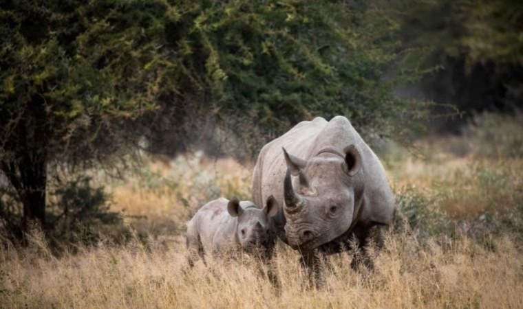 İnsan sesi, vahşi doğadaki hayvanları yırtıcılardan daha çok ürkütüyor