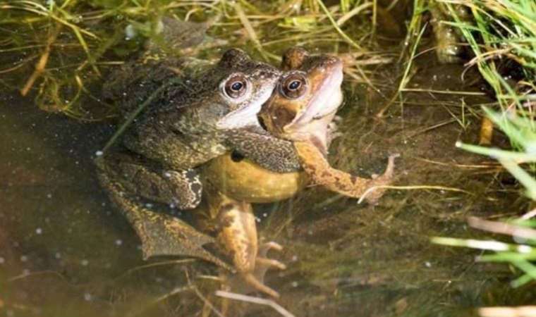 Dişi kurbağaların çiftleşmek istemediklerinde yaptıkları şey
