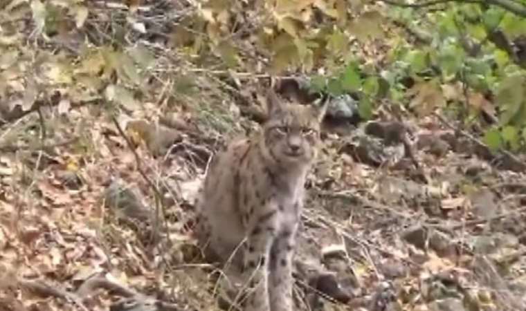 Kırmızı listedeydi: Nesli Tükenmekte olan vaşak dağ keçisi avlarken görüntülendi