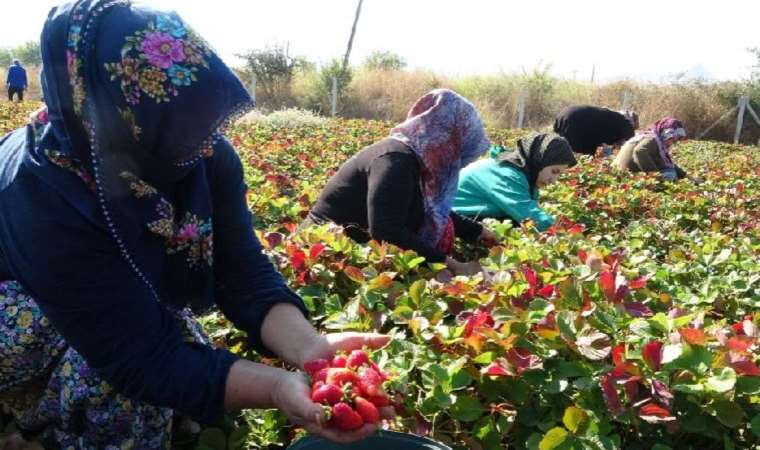 Malatyalı kadın girişimcilerden son hasat: Kilosu 50 lira, siparişlere yetişemiyorlar