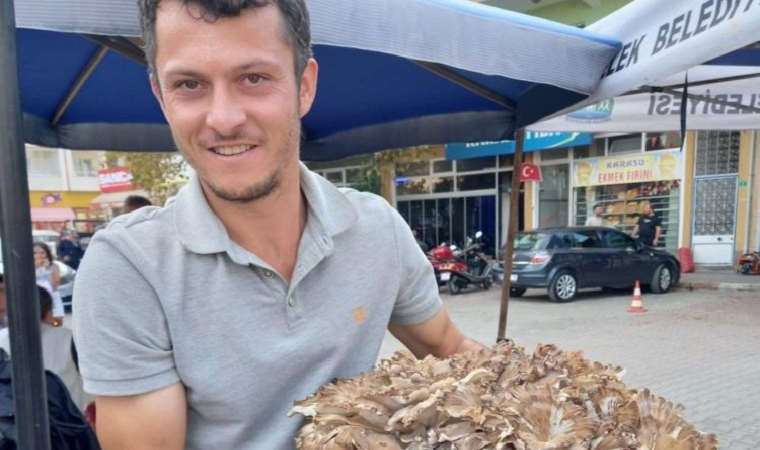 Kestane toplamak için gitti, dev mantar ile geri göndü! Tam 17 kilo…