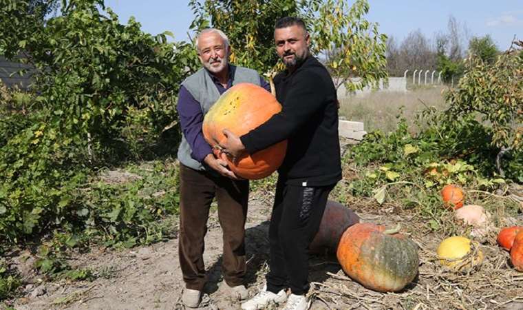 Hollanda’dan hediye gelen tohumları bahçesine ekti, ağırlığı 40 Kiloya ulaştı