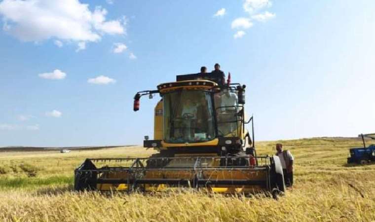 Çermik’te hasat başladı: 700 ton rekolte bekleniyor…