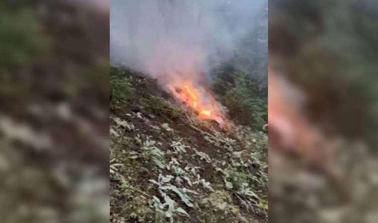 Ağaca yıldırım düştü, ormanda yangın çıktı