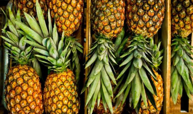 Bağışıklık sisteminin bir ananas ağırlığında olduğu keşfedildi