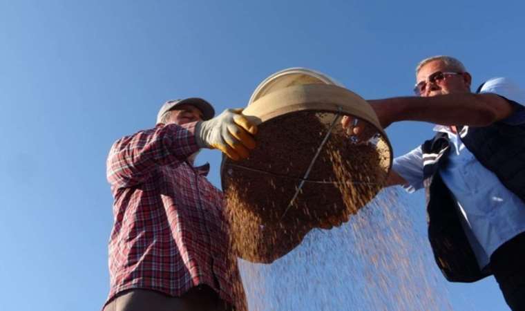Manavgat’ın tescilli lezzeti ‘altın susam’da hasat zamanı: Kilosu 85 TL