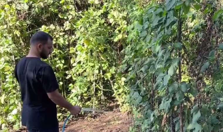 Endonezya’dan getirdi, taleplere yetişemiyor