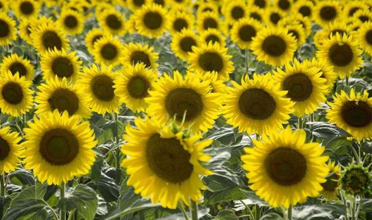 Trakya’da kuraklık! Ayçiçek yağı fiyatlarına zam yolda