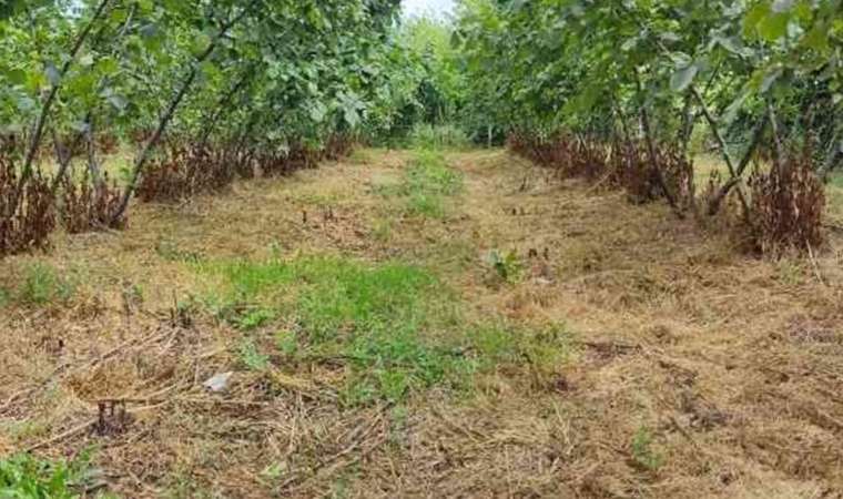 Samsun’da kahverengi kokarca paniği! Acil Eylem Planı Toplantısı yapıldı…