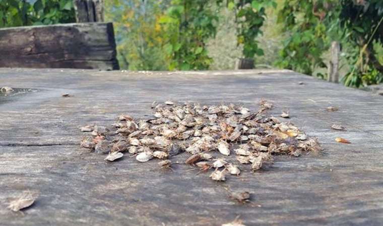 Karadeniz’de ‘istilacı böcek’ alarmı: Bir çifti 14 bin yumurta bırakıyor!