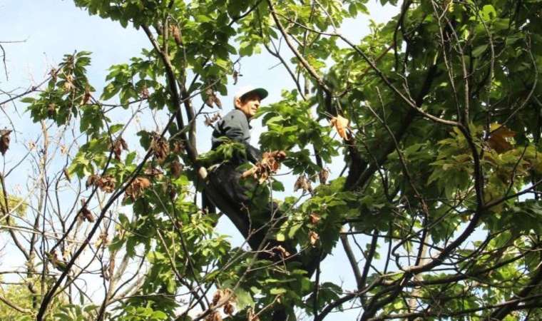 Aydın Dağları’nda hasat telaşı başladı: Günlük yevmiyesi 2 bin TL! “İşçiliği zor parası bereketli”