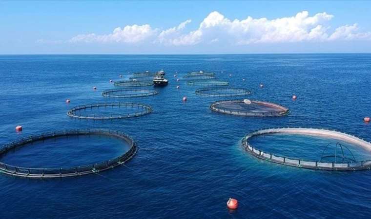 Önünüze geldiğinde ‘bu ne?’ demeyin: Karar Resmi Gazete’de… 4 balık türü tescillendi