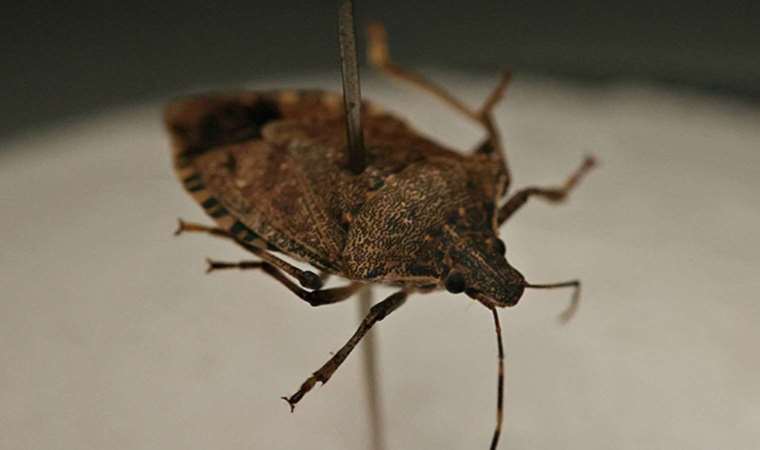 Fındıkta istilacı böcek tehdidi: ‘Tedbirler alınmalı’