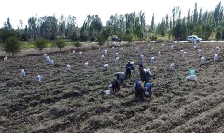 Lezzetinin sırrı fazla güneş almasında: Kilosu 13 TL