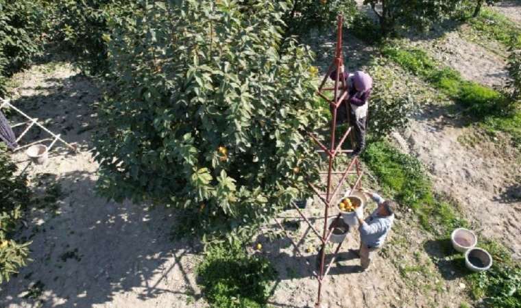 20 tona yakın hasat edilmesi bekleniyor: Kurutulduğunda fiyatı 10 katı artıyor..