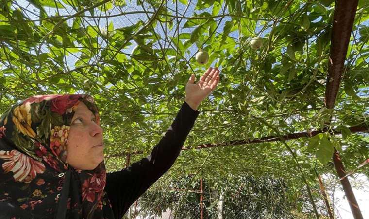 Evlerinin önüne kurdular, artık tek gelir kaynakları oldu: İlk hasatta 2 tondan fazla ürün…