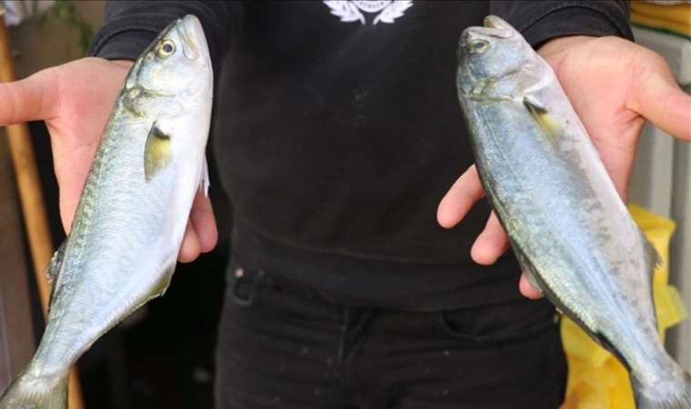 ‘Denizlerin prensi’ tezgahları coşturdu: Fiyatı yarı yarıya düştü